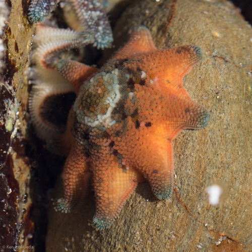 Meridiastra calcar