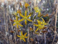 Bloomeria crocea aurea