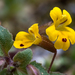 Wingstem Monkeyflower - Photo (c) M.E. Sanseverino, some rights reserved (CC BY-NC-ND)