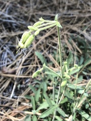 Silene lemmonii