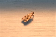 Martyringa latipennis