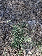 Silene lemmonii