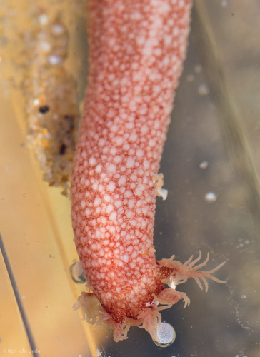 Chiridotidae