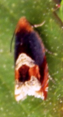 Ancylis muricana