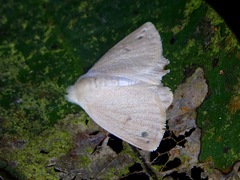 Arctornis obtusa