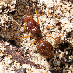Aphaenogaster longiceps