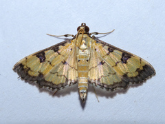 Ategumia ebulealis