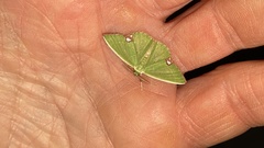 Comibaena procumbaria