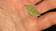 Comibaena procumbaria