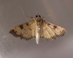 Ategumia ebulealis