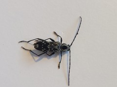 Sarosesthes fulminans