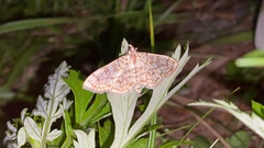 Haritalodes