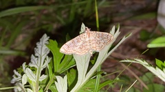 Haritalodes
