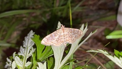Haritalodes