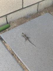 Sceloporus occidentalis