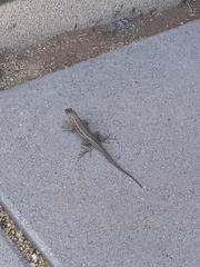 Sceloporus occidentalis