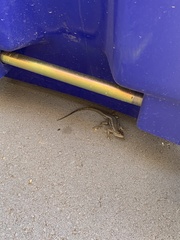 Sceloporus occidentalis