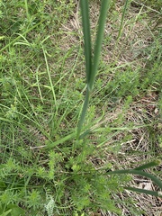 Allium