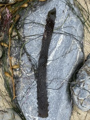 Lessoniaceae