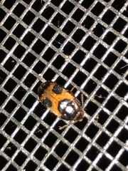 Mycetophagus punctatus