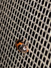 Mycetophagus punctatus