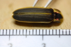 Pyractomena borealis
