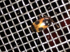 Mycetophagus punctatus