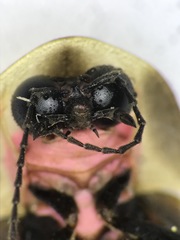 Pyractomena borealis