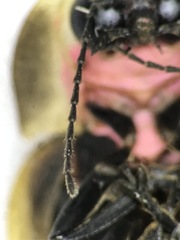 Pyractomena borealis