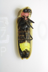 Pyractomena borealis