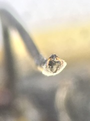 Pyractomena borealis