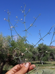 Eriogonum angulosum
