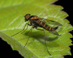 Chrysopilus fasciatus