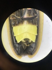 Pyractomena borealis