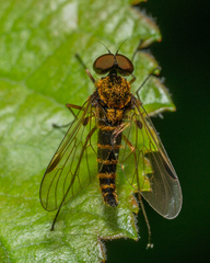 Chrysopilus fasciatus