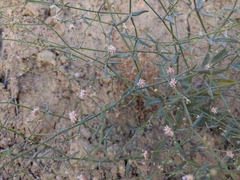 Eriogonum angulosum