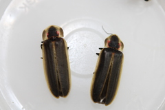 Pyractomena borealis