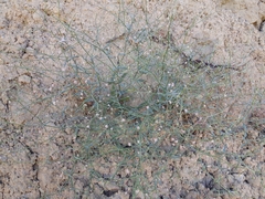 Eriogonum angulosum