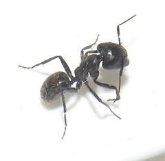 Camponotus brookei