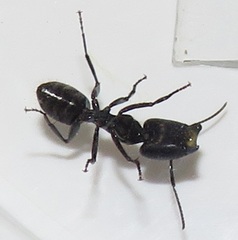 Camponotus brookei