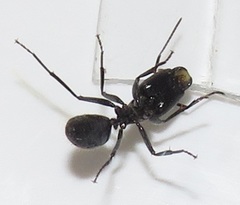 Camponotus brookei
