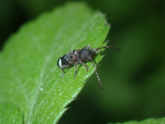 Psenocerus supernotatus