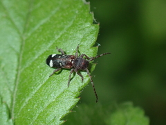 Psenocerus supernotatus