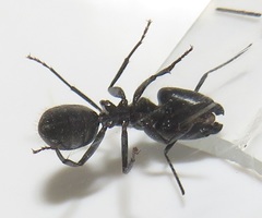 Camponotus brookei