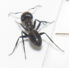Camponotus brookei