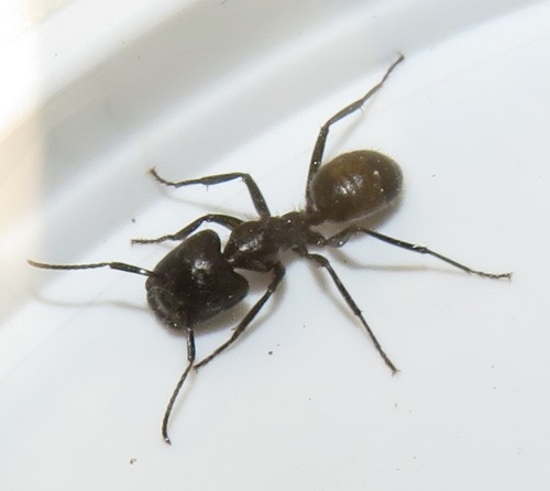 Blockhead Sugar Ant (Camponotus brookei) · iNaturalist