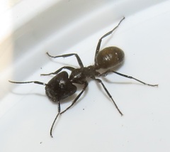 Camponotus brookei