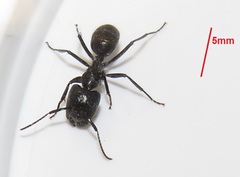 Camponotus brookei