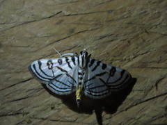 Conchylodes ovulalis