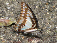 Graphium eurypylus lycaon